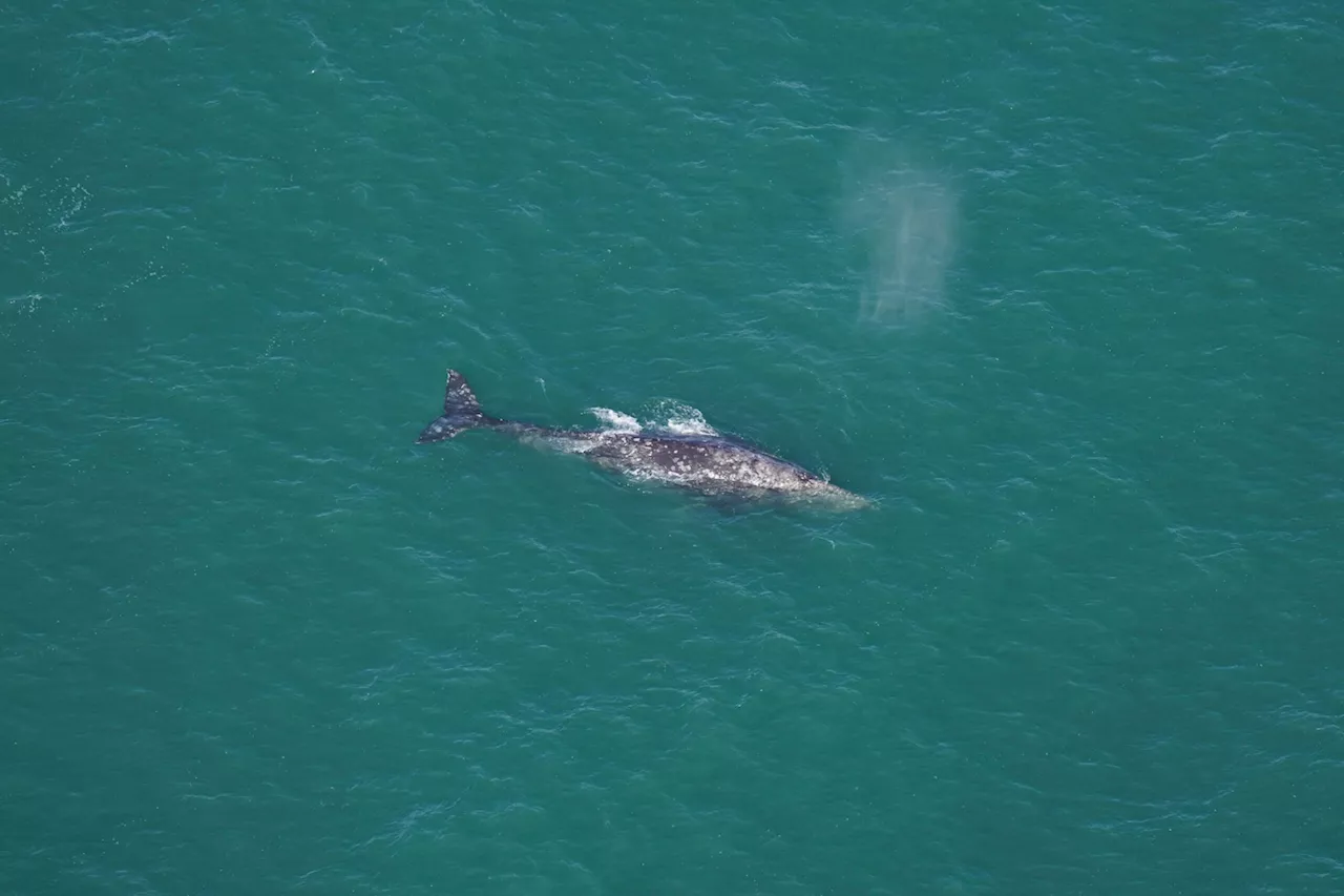 For the first time in centuries, a gray whale is spotted in New England