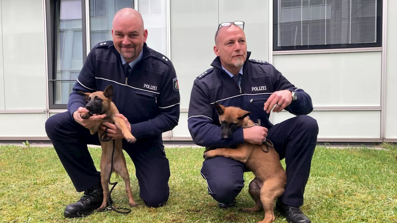 Jax und Thora: Die süßesten Beamten des Rhein-Sieg-Kreises