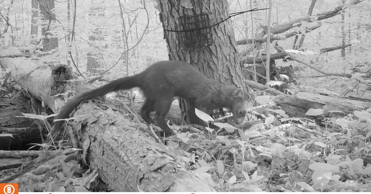 An animal that was extirpated from Northeast Ohio is making a comeback