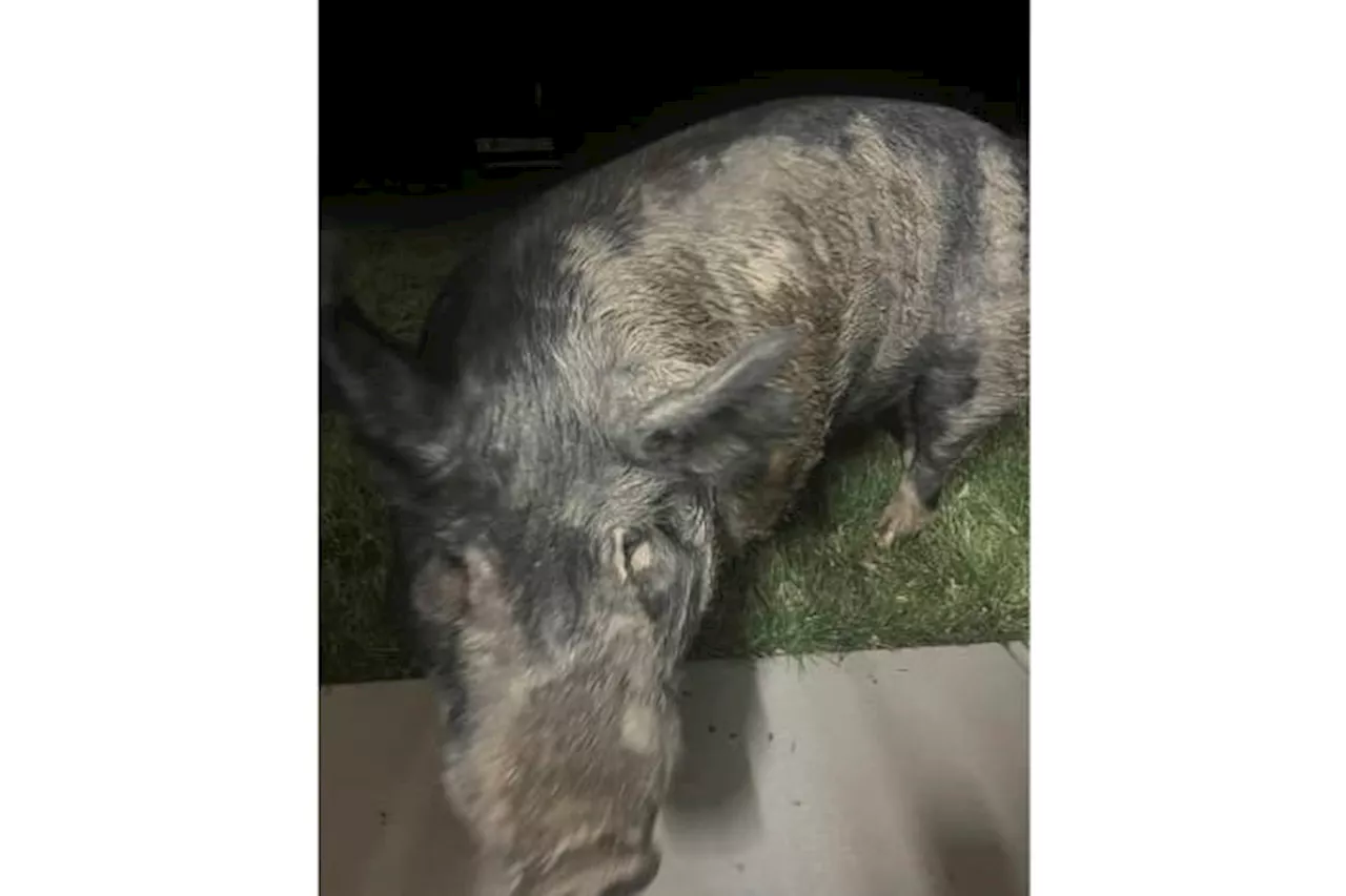 Wayward 450-pound pig named Kevin Bacon hams it up for home security camera