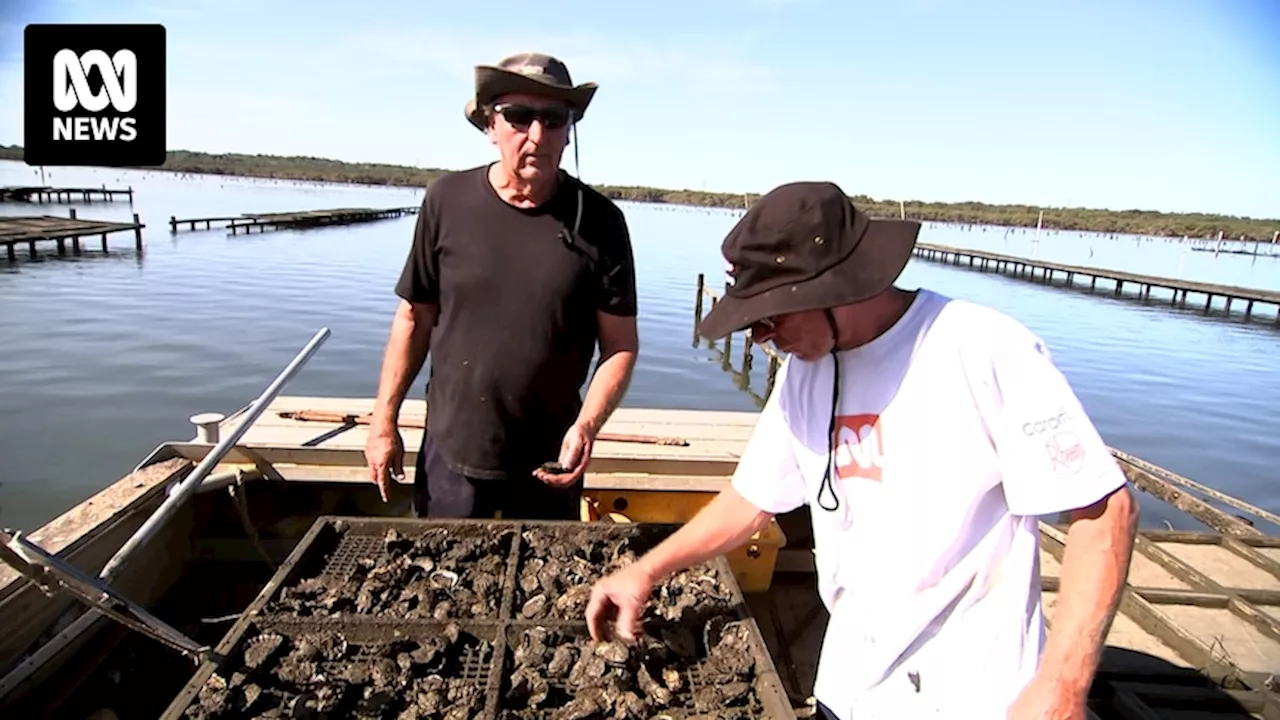 The Nature Conservancy returns flat oysters to Sydney's Botany Bay 100 years after local extinction