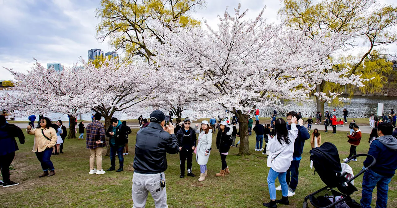 High Park cherry blossoms to bloom for extra 3 weeks thanks to new gardening spray