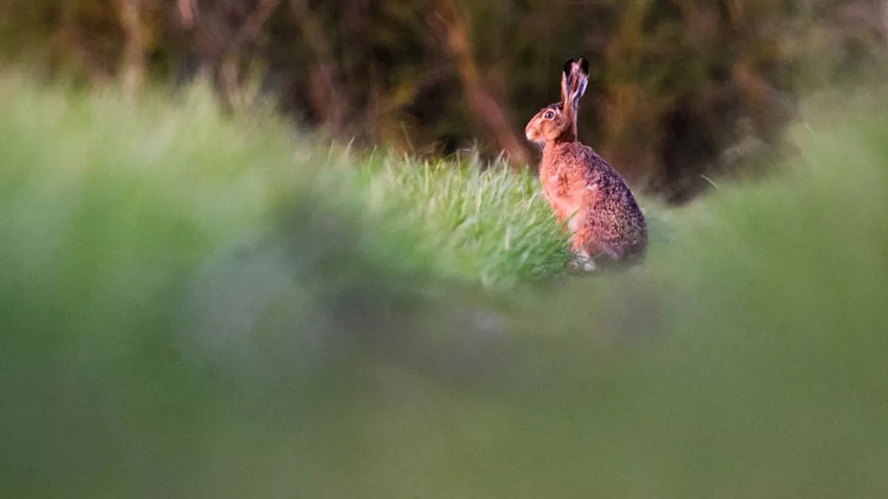 Gefährdete Art erholt sich: Profitiert der Hase vom Klimawandel?