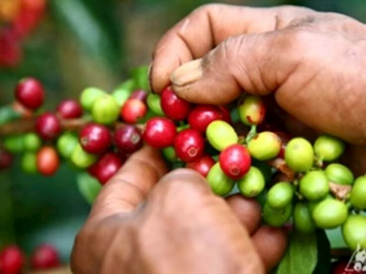 Cafeteros de Antioquia NO asistirán a reunión con gobierno nacional y van a paro