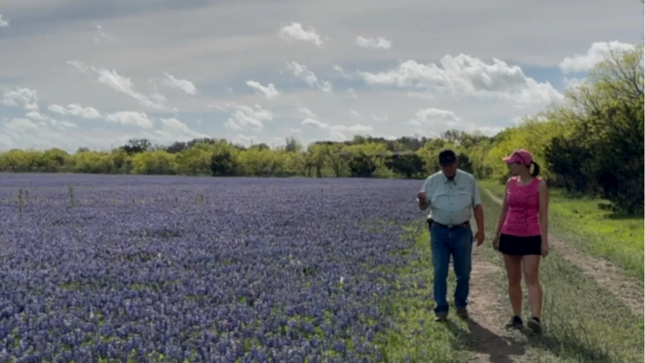 Bluebonnet superbloom: come for the eclipse, stay for the flowers.