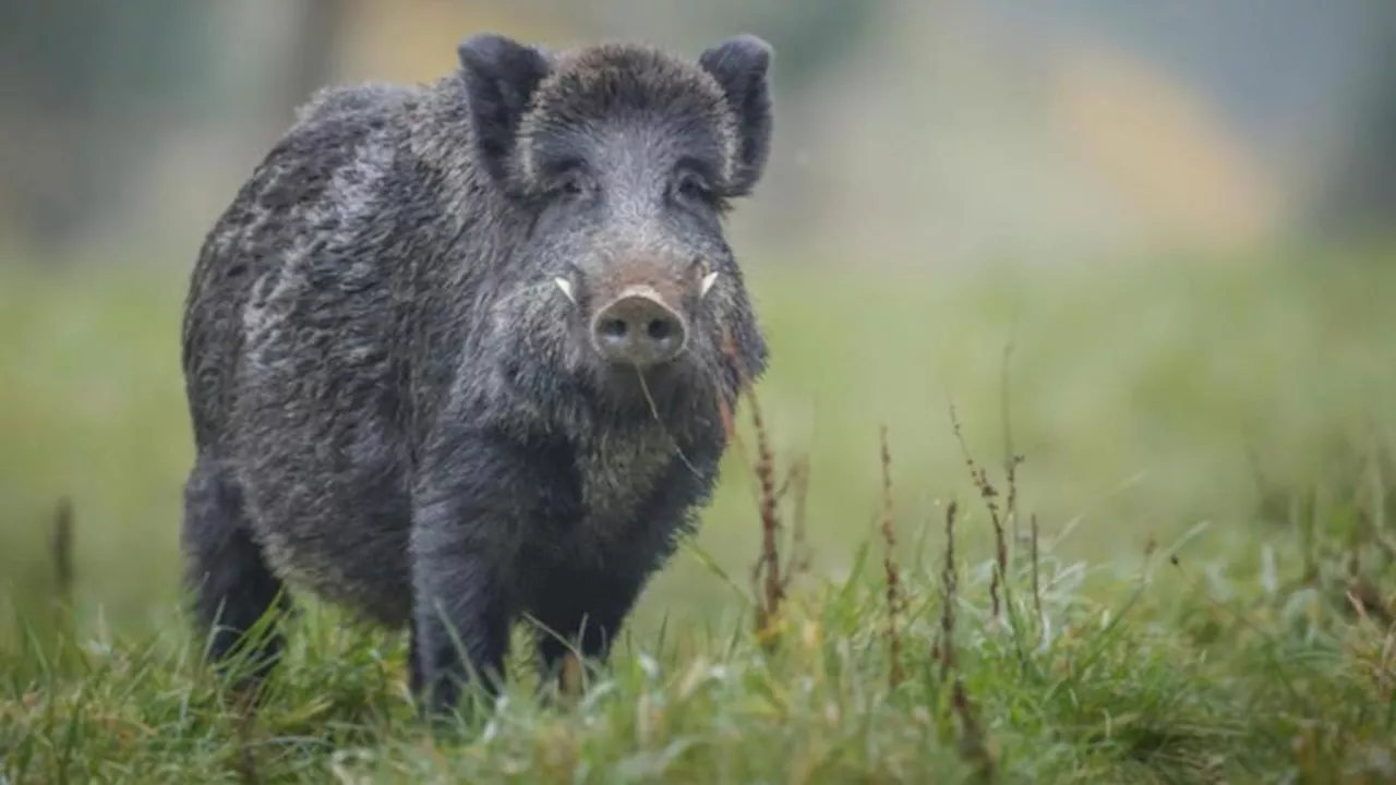 Zwei aggressive Wildschweine bei Sötern durch Polizeibeamte der PI Nordsaarland erlegt