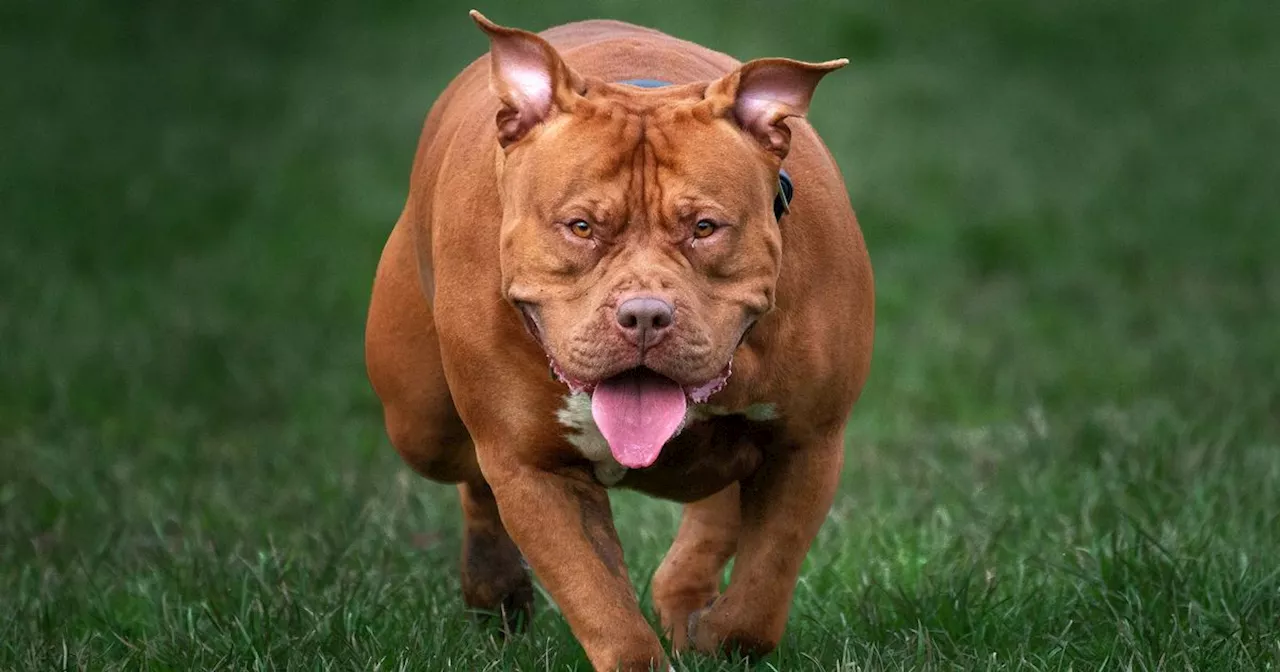 XL Bully owners in Scotland can now apply for certificate to keep banned breed