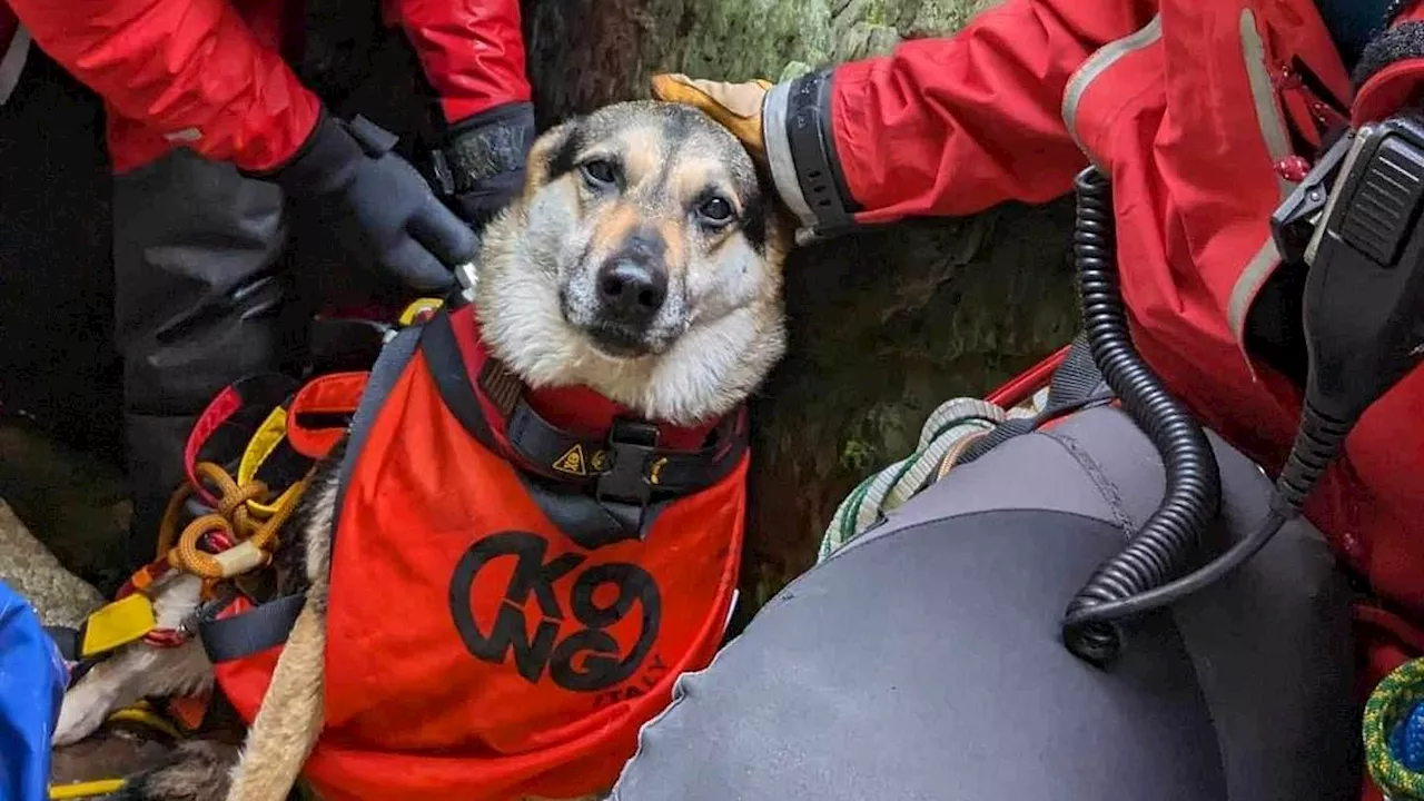 Moment lucky dog is winched to safety by mountain rescue after surviving fall down 50ft Snowdonia...