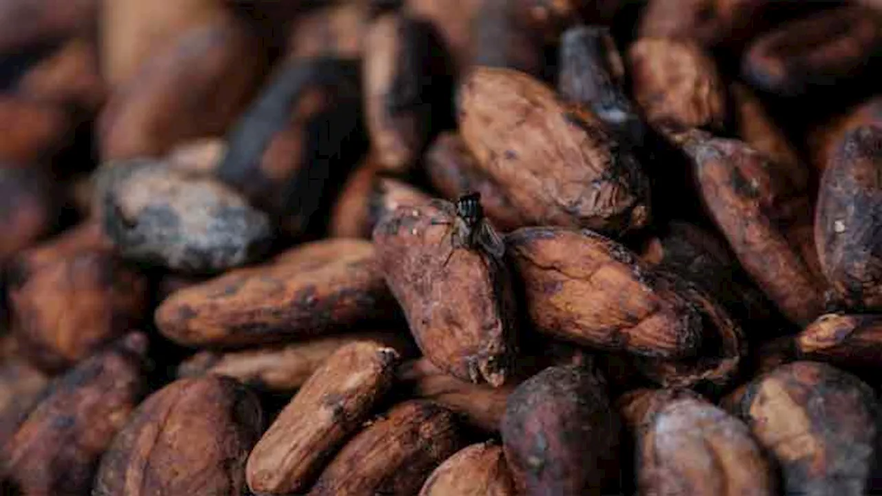 Dear chocolate getting expensive: Ivory Coast to raise cocoa farmgate price by 50pc