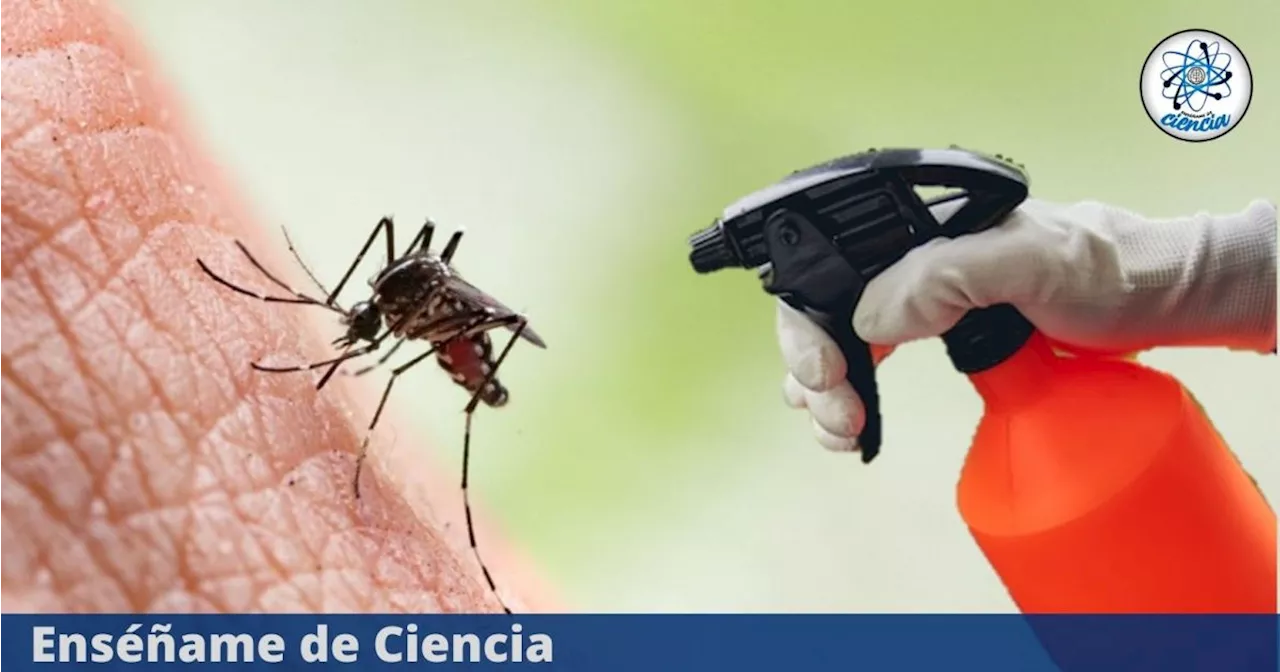 El potente insecticida casero que logrará ahuyentar los mosquitos en esta temporada