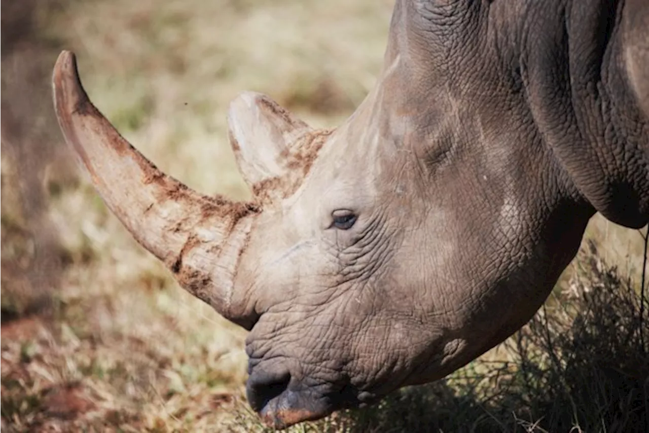 Stropers hebben dit jaar al 28 neushoorns gedood in Namibië