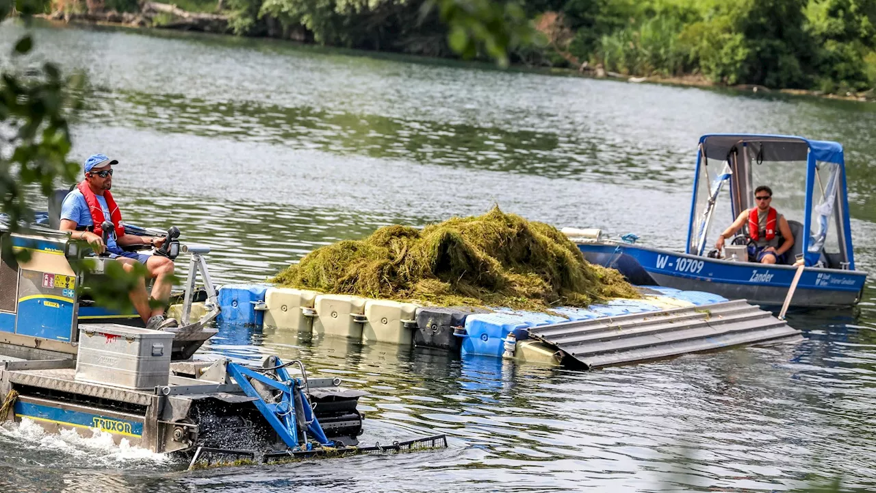 Ungetrübter Badespaß: Mähboote säubern Alte Donau