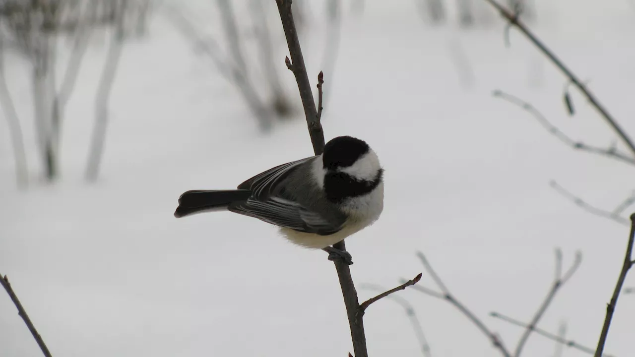 Research reveals remarkable ‘barcode’ neural activity in chickadees