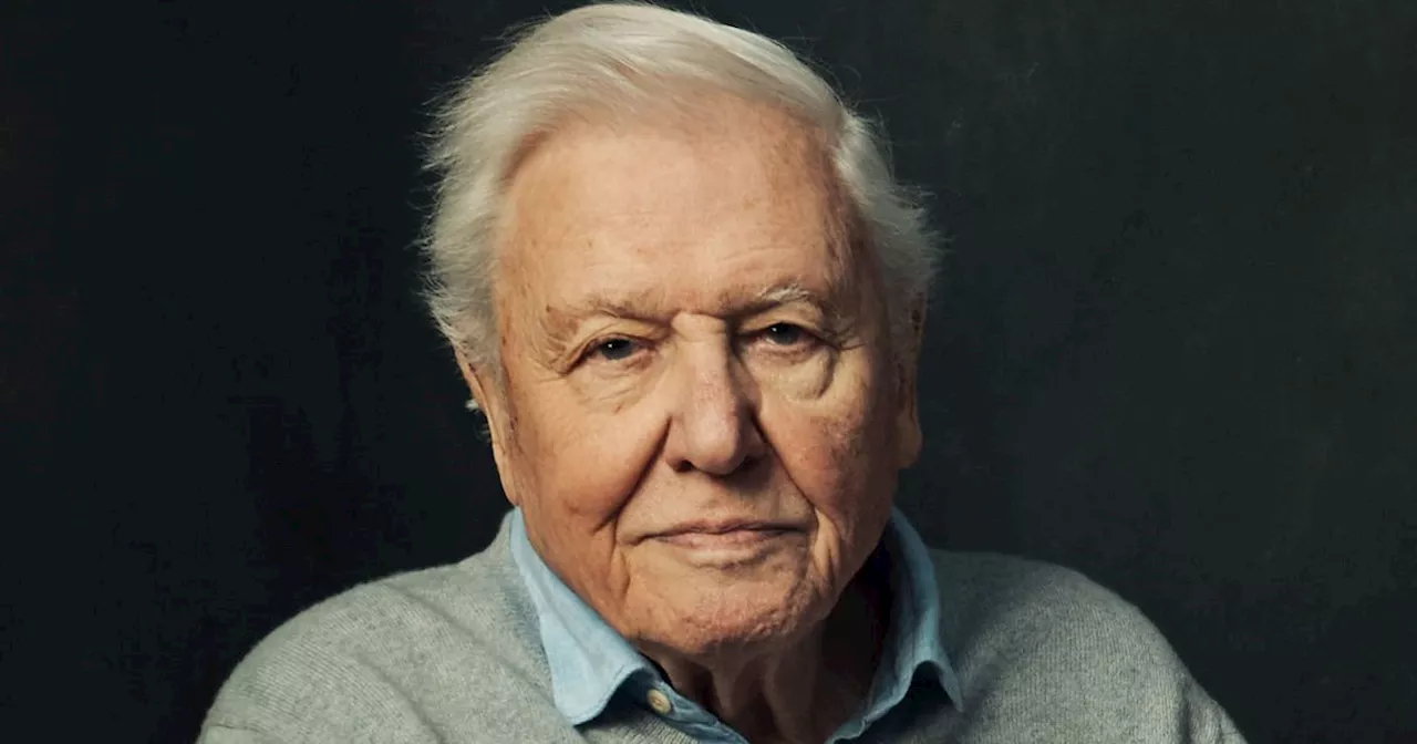 David Attenborough's new show was blighted by human conflict