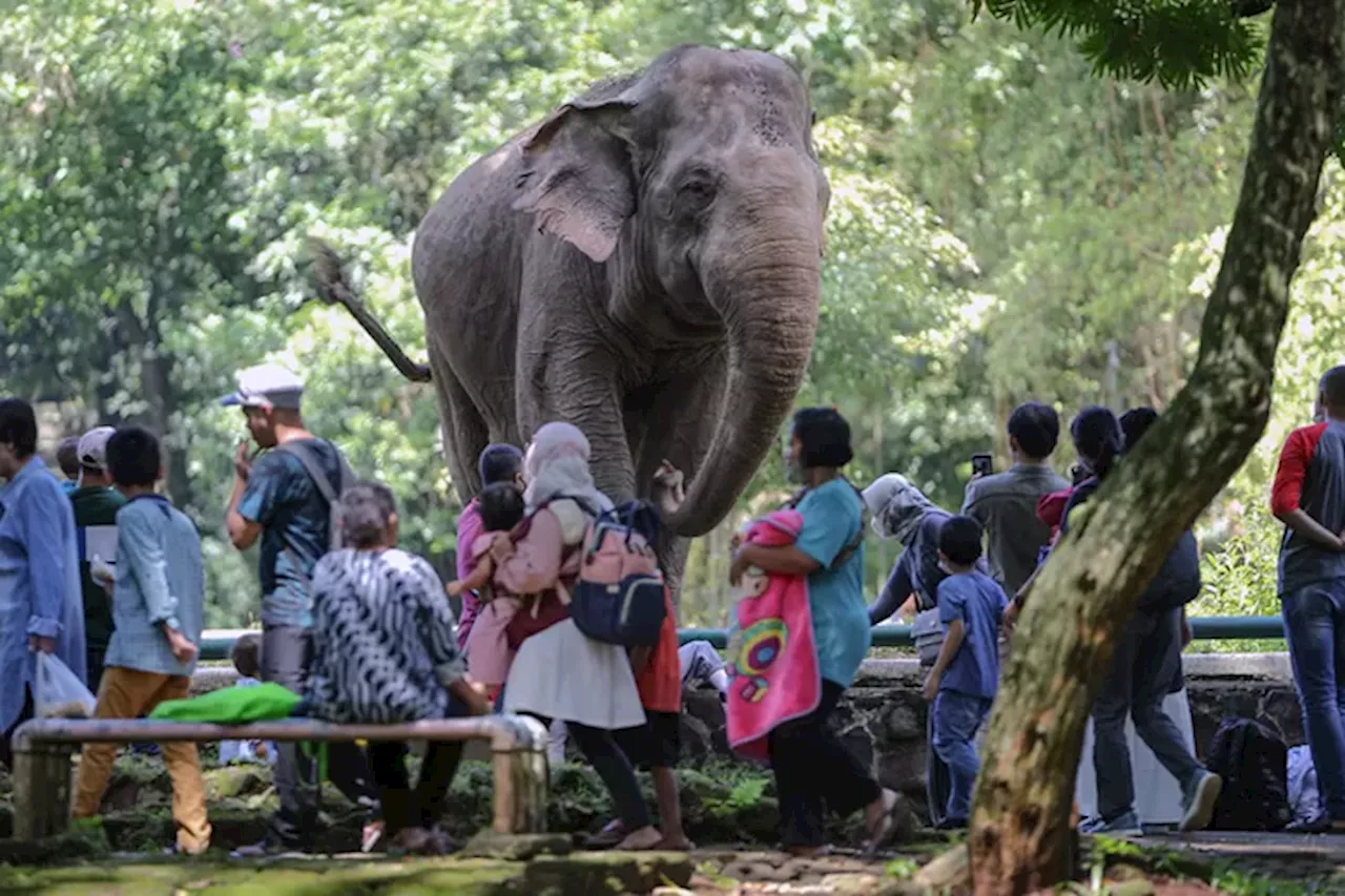 Kebun Binatang Ragunan Bersolek, Targetkan 800 Ribu Pengunjung di Momen Lebaran Idul Fitri 2024