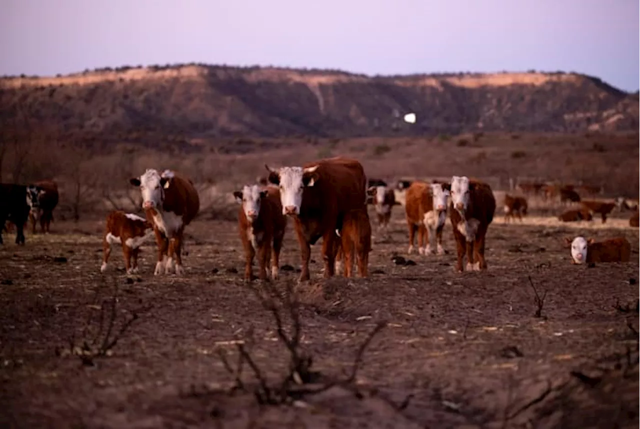 First human case of bird flu in Texas detected after contact with infected dairy cattle