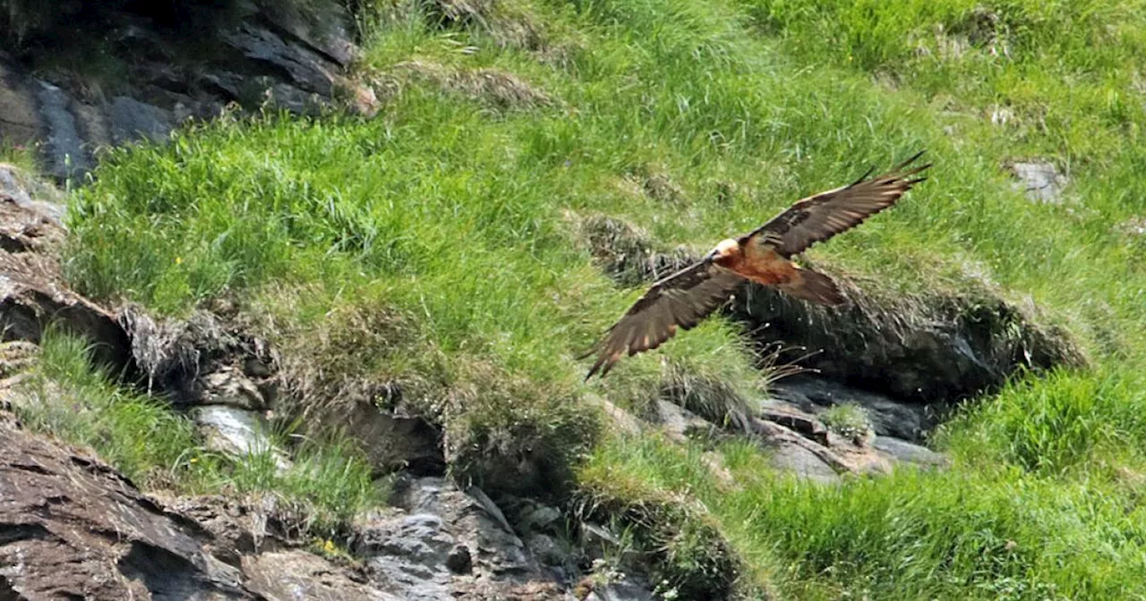 Bartgeier-Nachwuchs in Salzburg: 'Alexa' ältester Brutvogel der Alpen