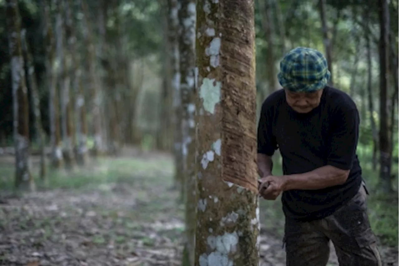 Rubber Board: Smallholders in Sabah, Sarawak get production incentive payments for March