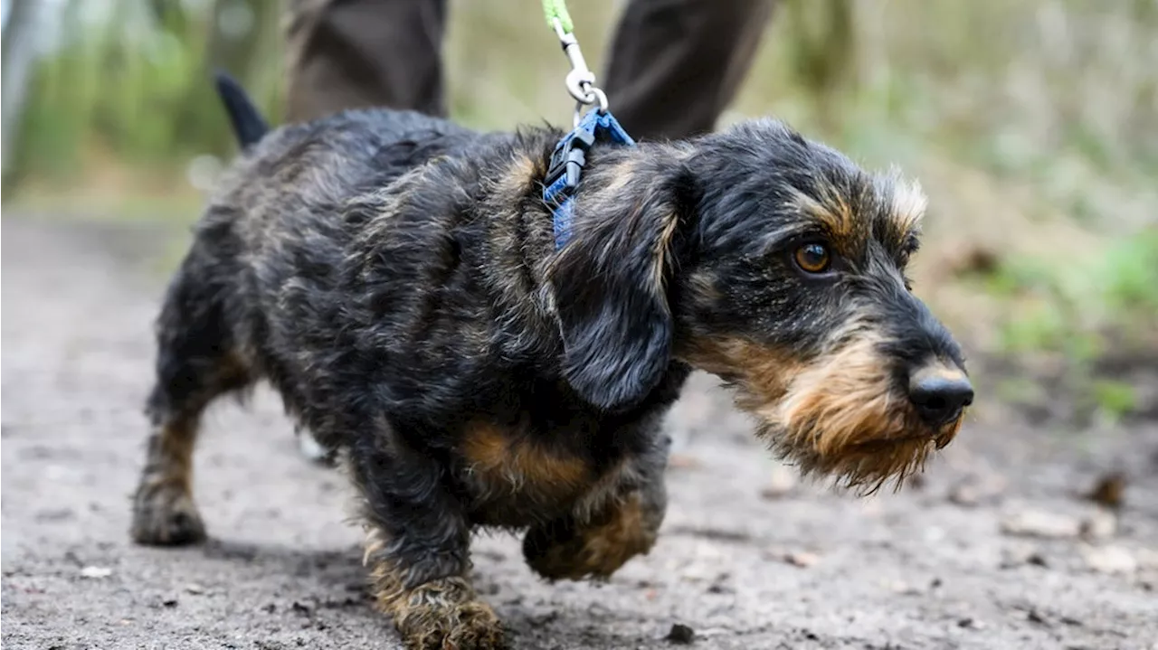 Brut- und Setzzeit: Hunde müssen ab heute an die Leine