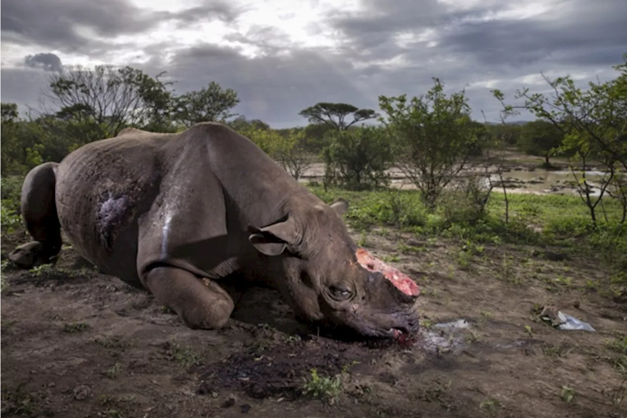 Stropers hebben dit jaar al 28 neushoorns gedood in Namibië