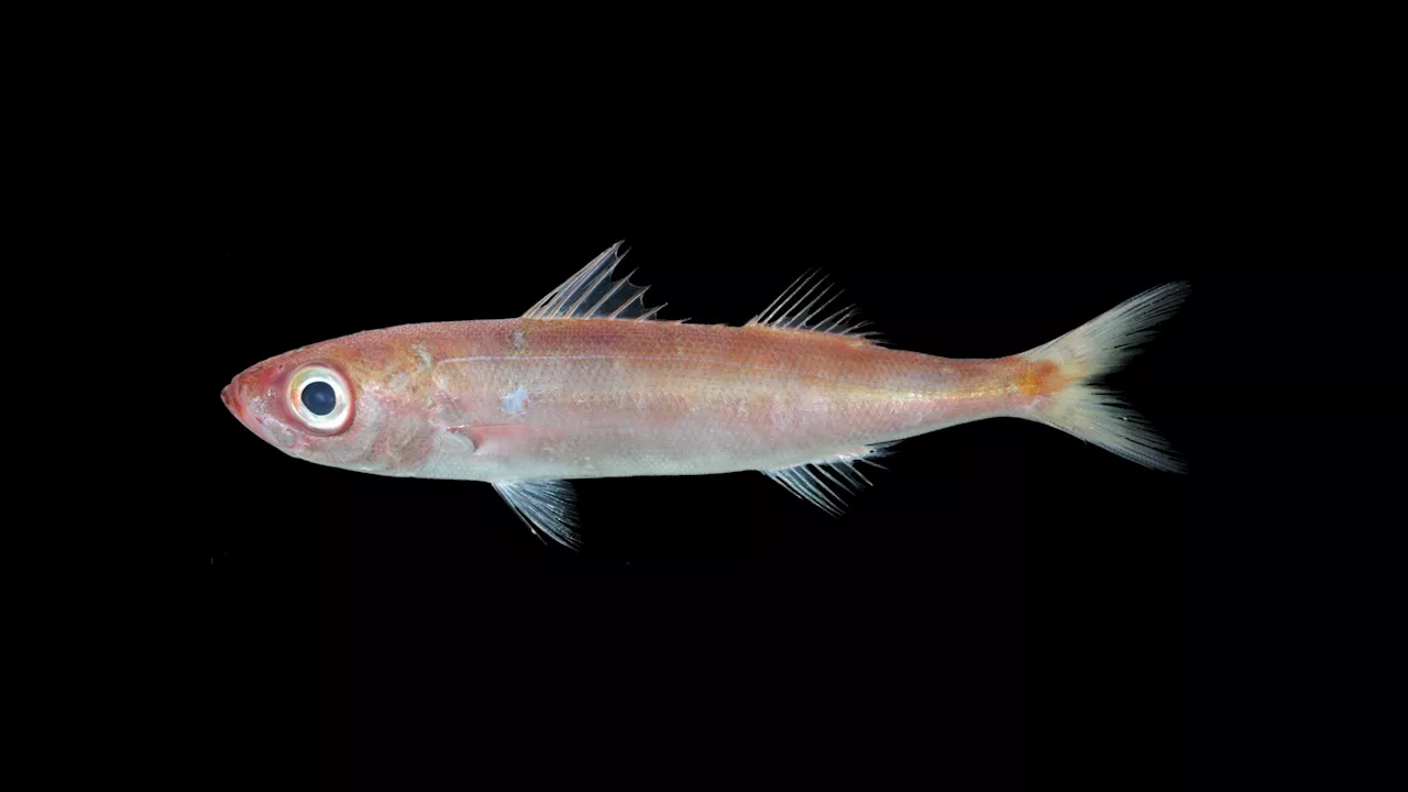 NOAA Fisheries Zoologist Describes New Fish Species