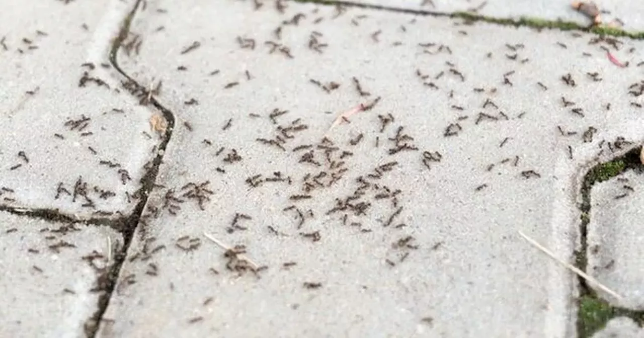 Three natural ways to get rid of ants without using chemicals