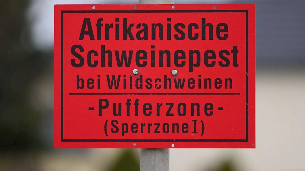 Thüringen: Fünf Kadaversuchhunde gegen Schweinepest in Thüringen