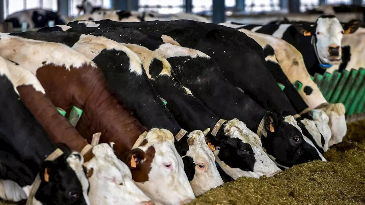 Grippe aviaire : une personne infectée par une vache laitière aux États-Unis