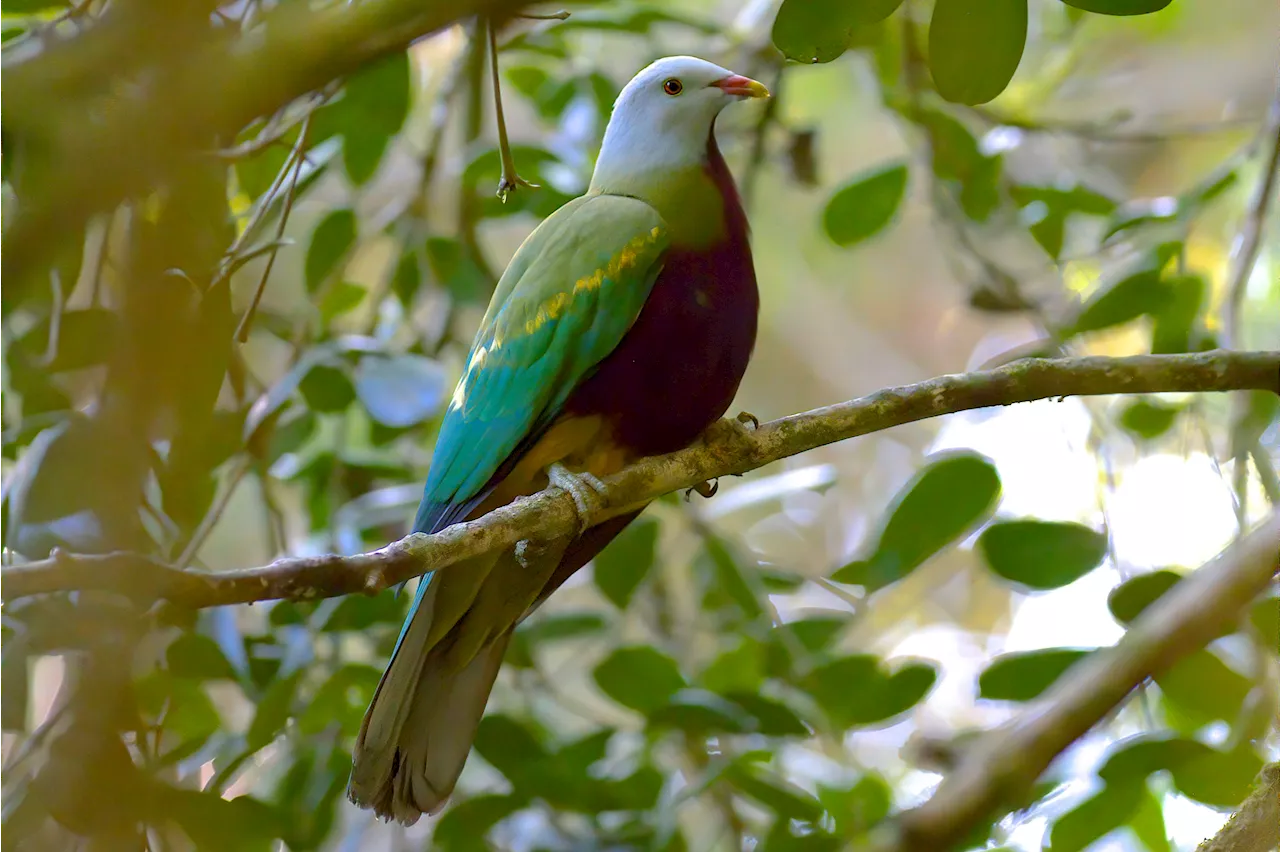 A frozen chunk of genome rewrites our understanding of bird evolution