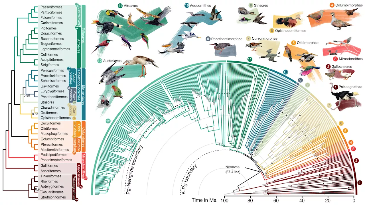 Computational tools fuel reconstruction of new and improved bird family tree