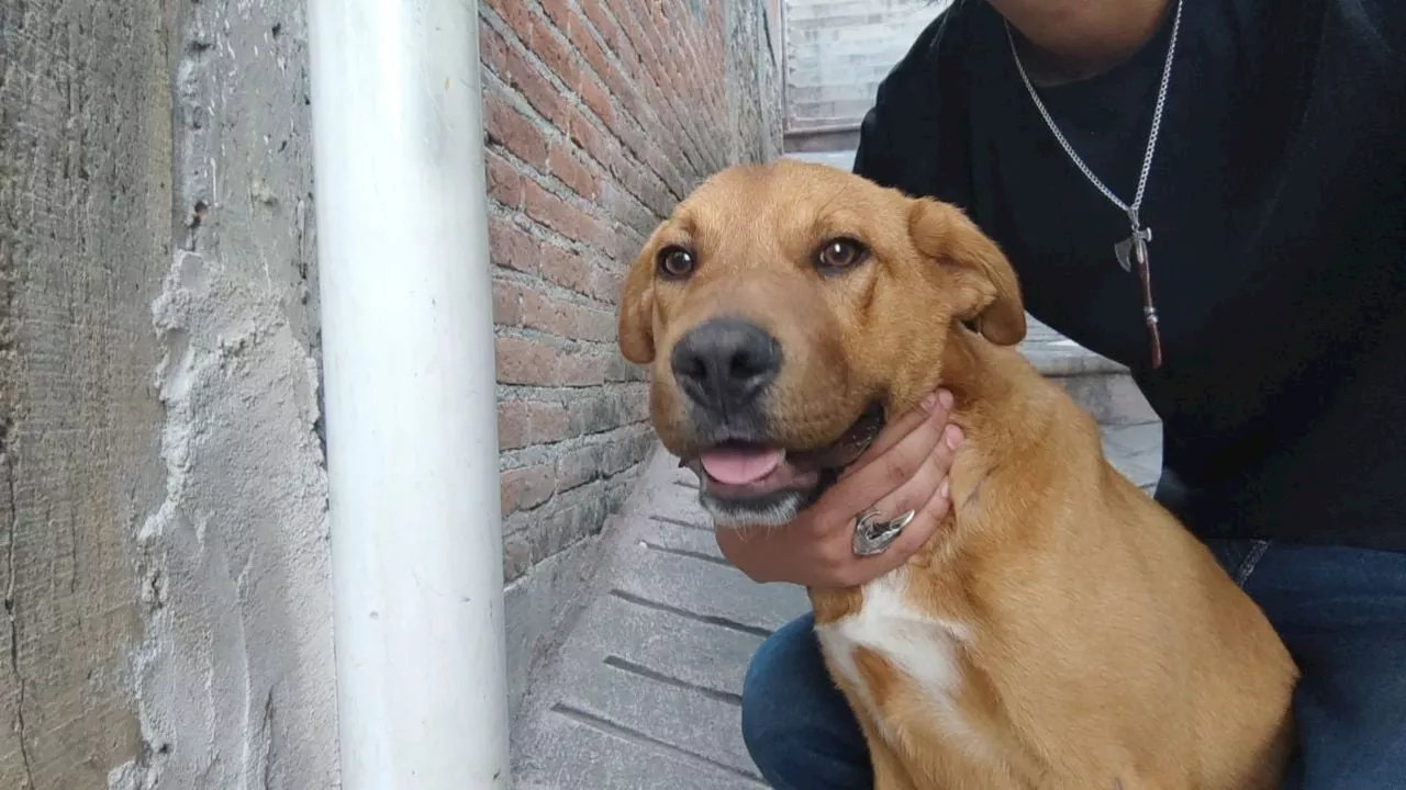 Caso Camila: Recatan a otro perro de Ana Rosa, la mujer linchada en Taxco