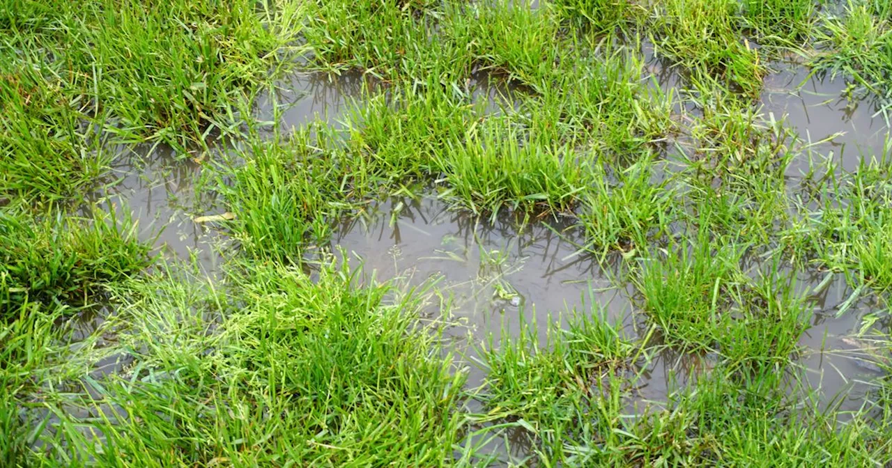 Gardener shares 'effective' trick to transform waterlogged lawns into healthy