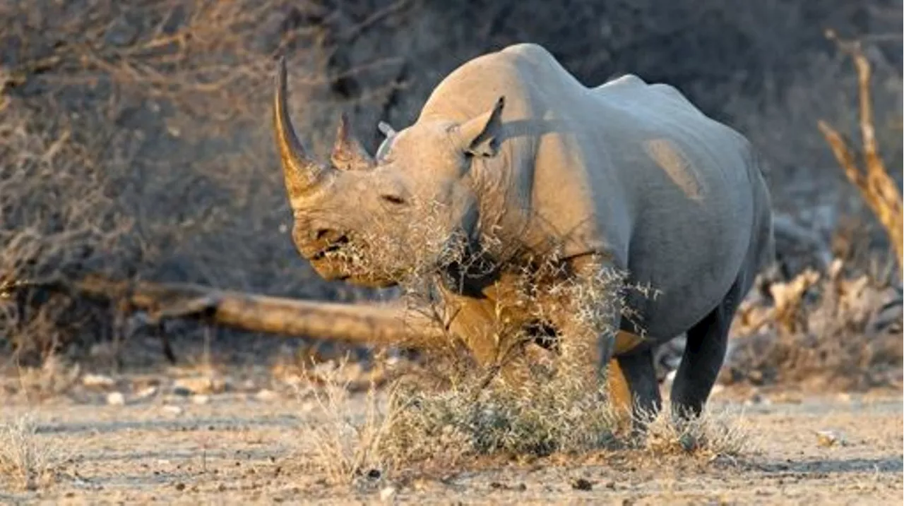 Namibie : 28 rhinocéros braconnés depuis janvier, chiffre alarmant