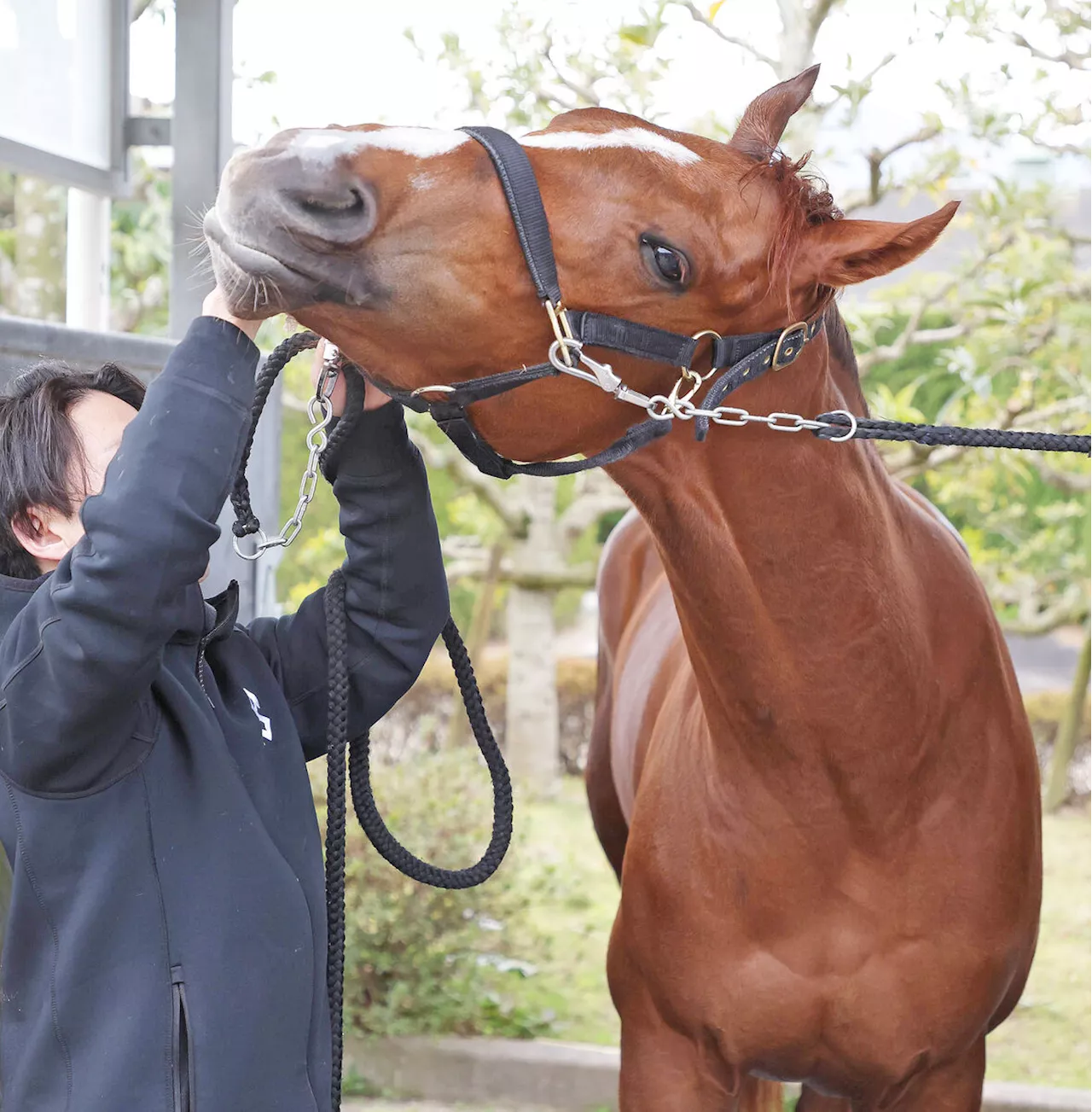 【桜花賞】阪神ＪＦ３着馬はリベンジへ２か月の栗東滞在 加藤士調教師「今回は慣れた状態から桜花賞にいける」