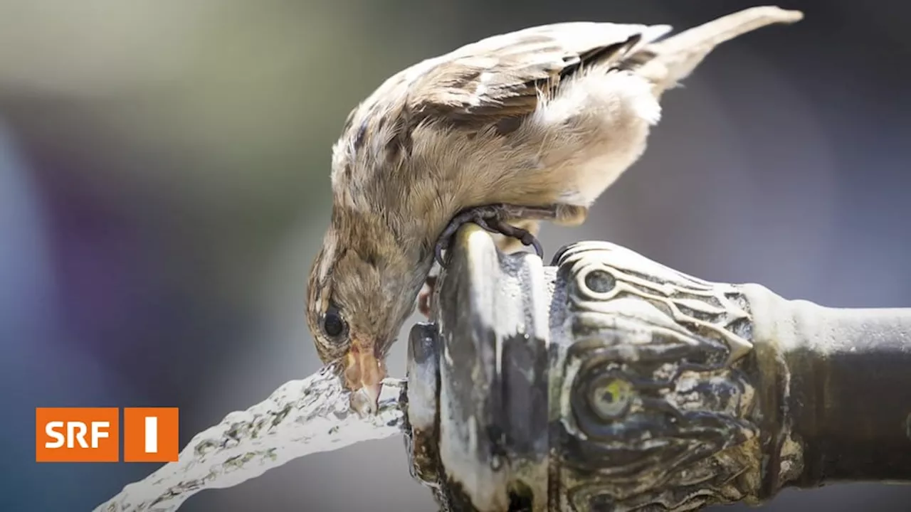 Vogelwarte Sempach mit spannenden Fakten zu Vögeln in der Schweiz