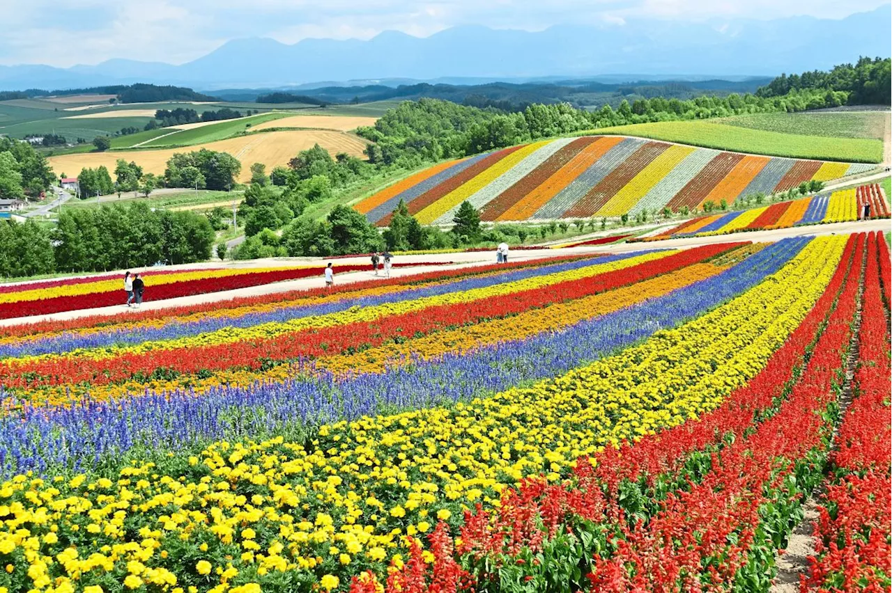 5 flower fields around the world (and one in Pahang) that you can visit