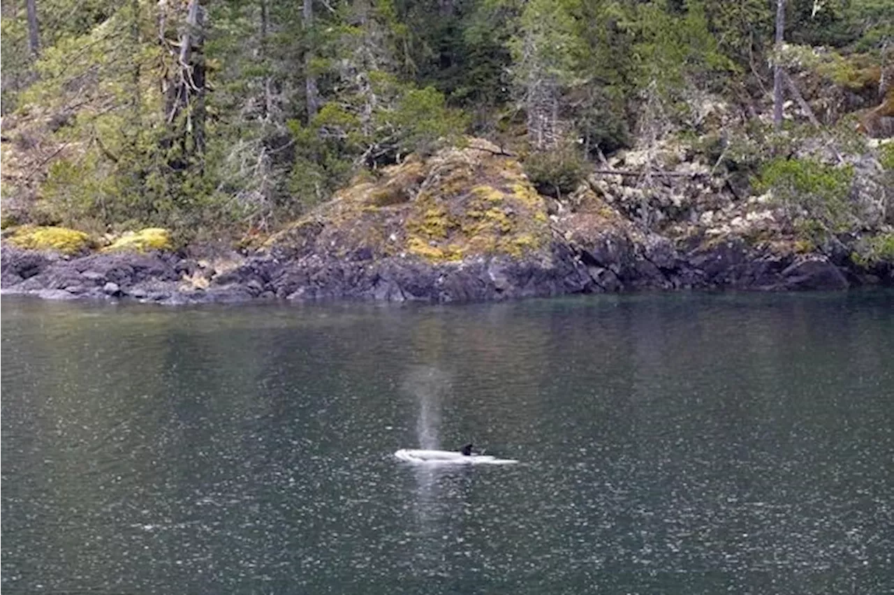 Rescuers in B.C. hope AI will help reunite orphaned whale with its family