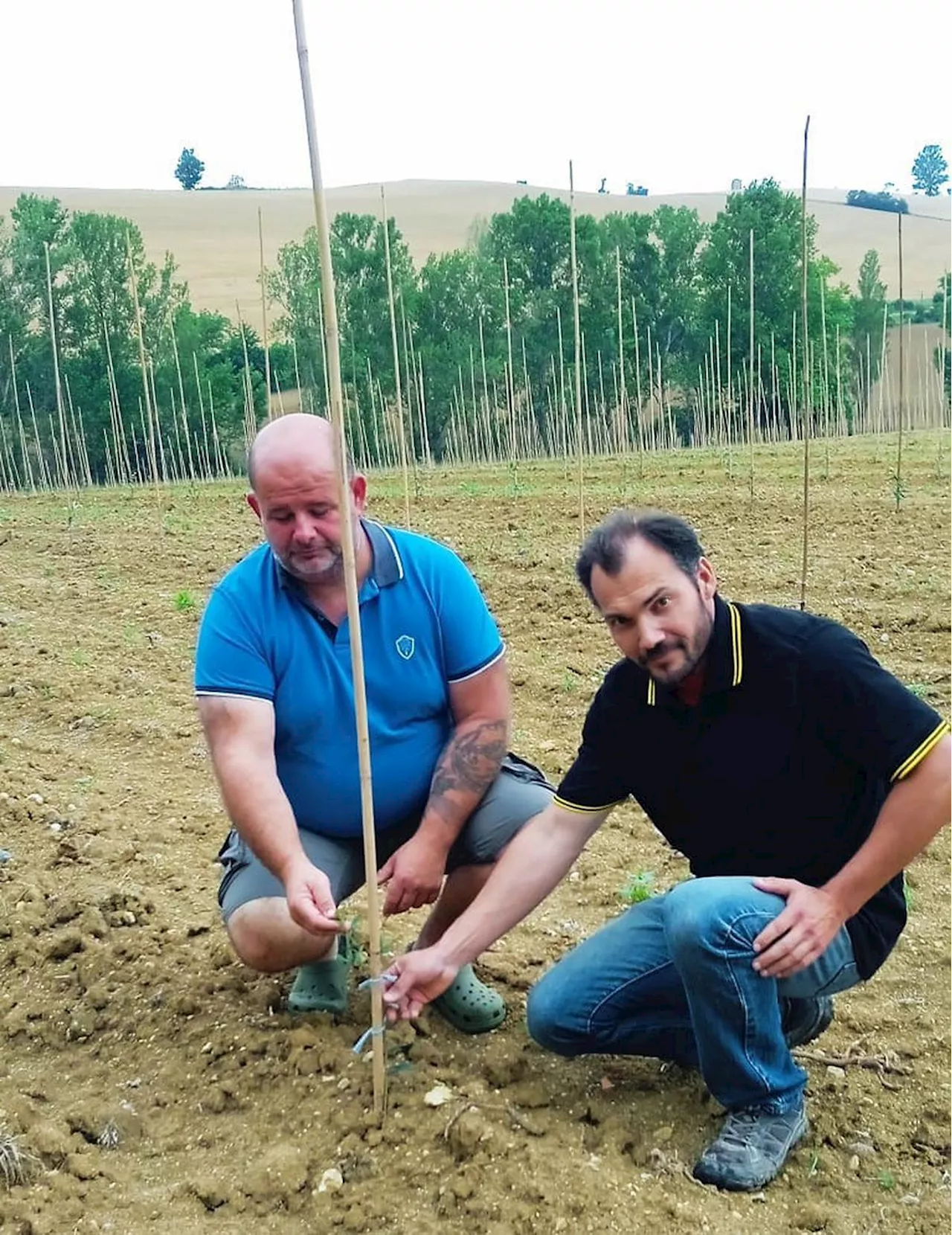 Lot-et-Garonne : bientôt 3 000 hectares d’oliviers plantés pour contrer le changement climatique ?