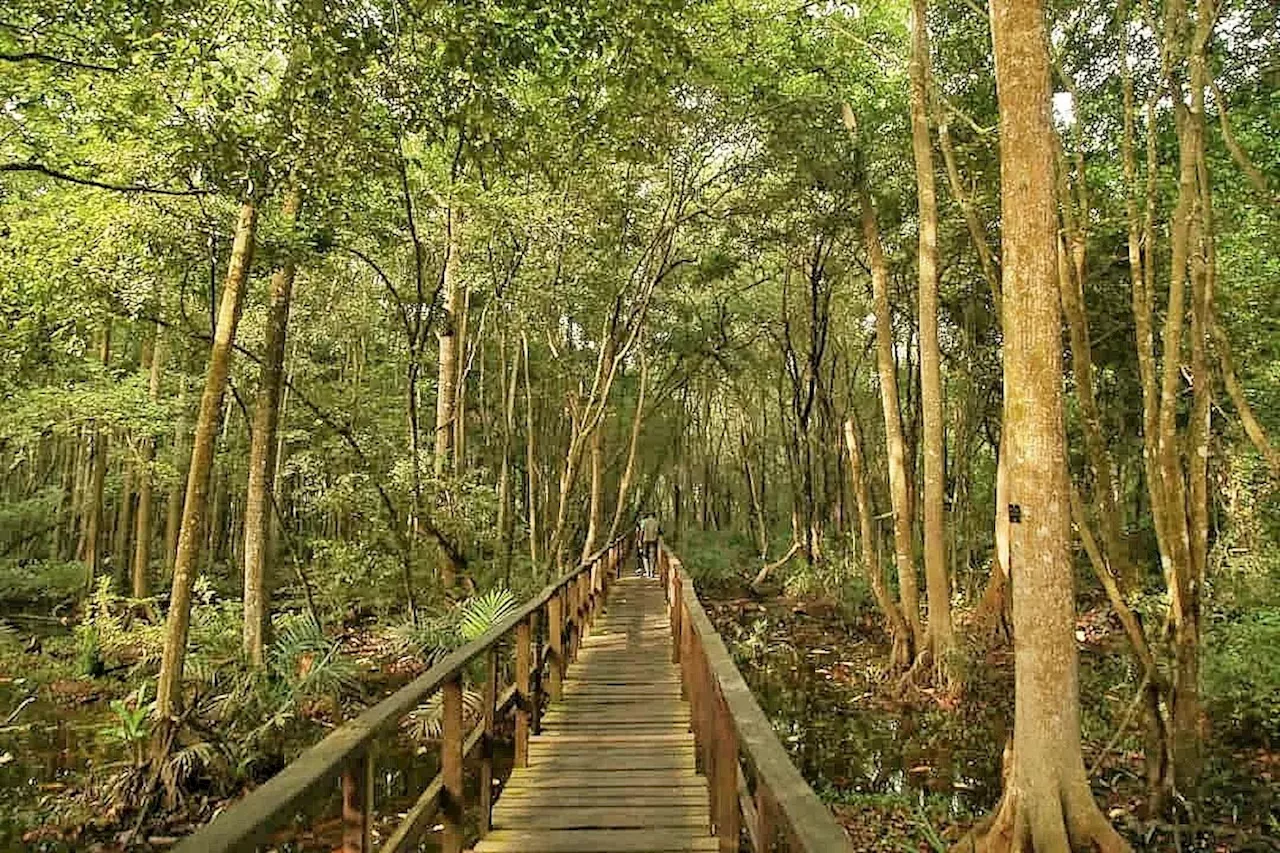 Climate Watch: We planted over 2,000 trees across Lagos in 2023, says NCF