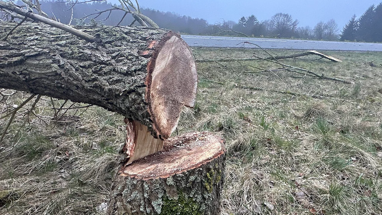 Politiet efterlyser hvid Skoda i 'alvorlig sag': Bilist rammer fældet træ på landevej i Nordjylland