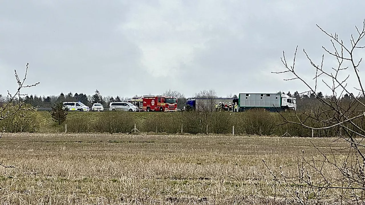 Motorvej åben igen efter væltet grisetransport