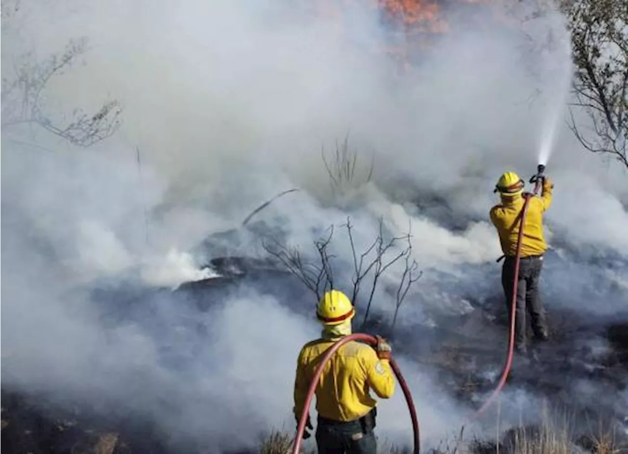 Hay 84 incendios forestales activos en el país: Conafor