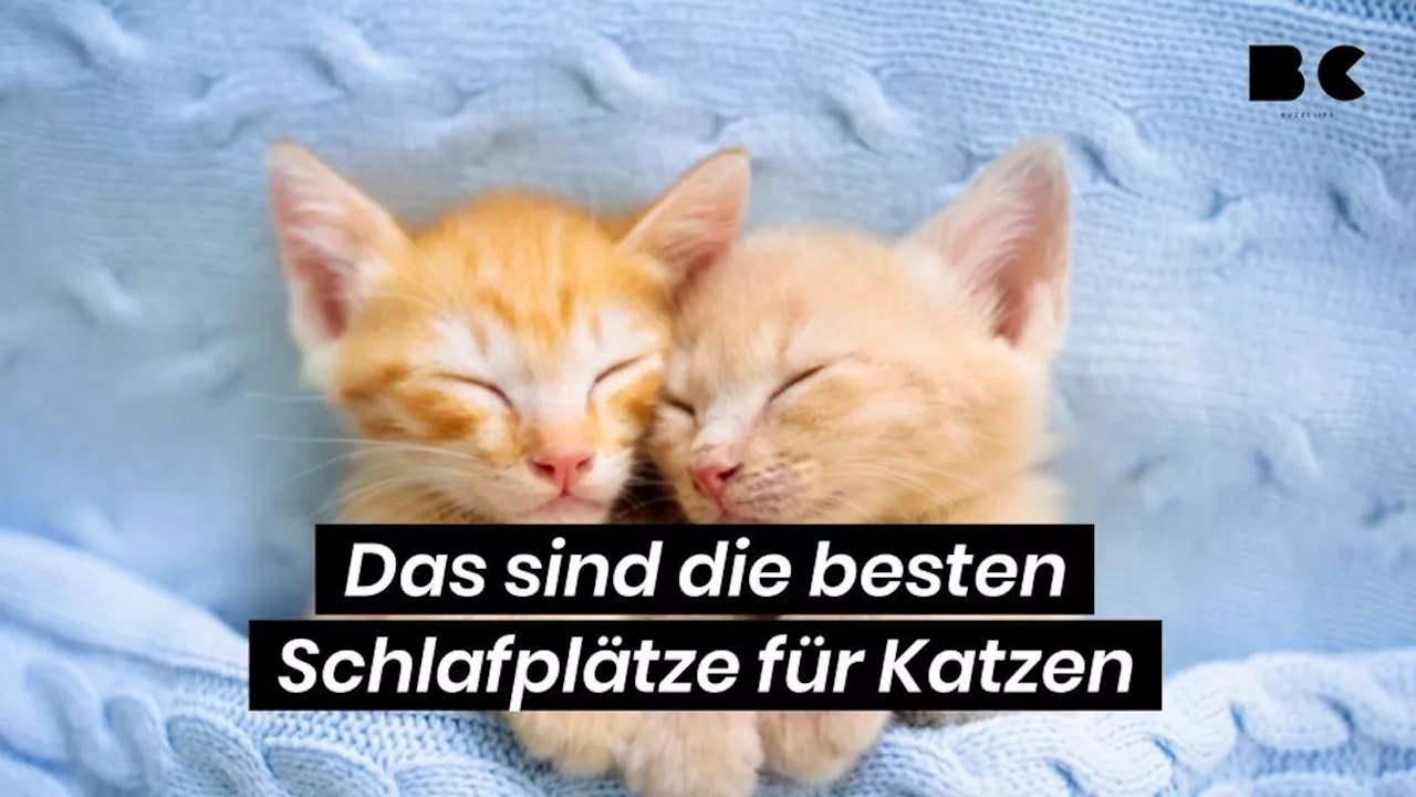 Katzen: Warum sich Katzen manchmal eine Zweitfamilie suchen