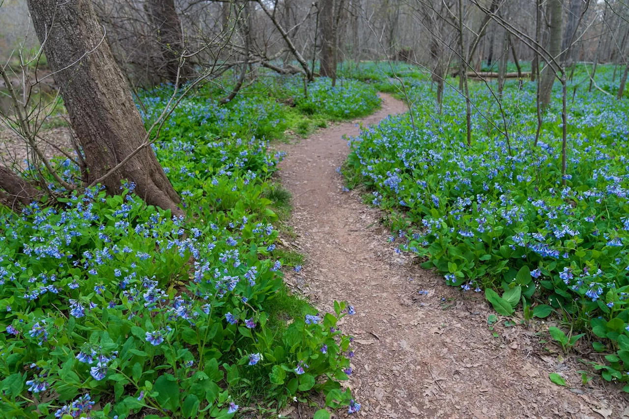 Like March, April should be warmer and wetter than normal in D.C. area