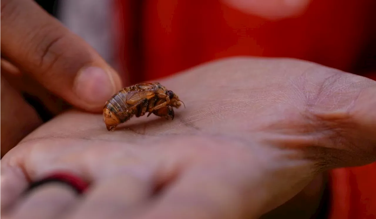 Trillions of cicadas to swarm this month in event that happens every 221 years