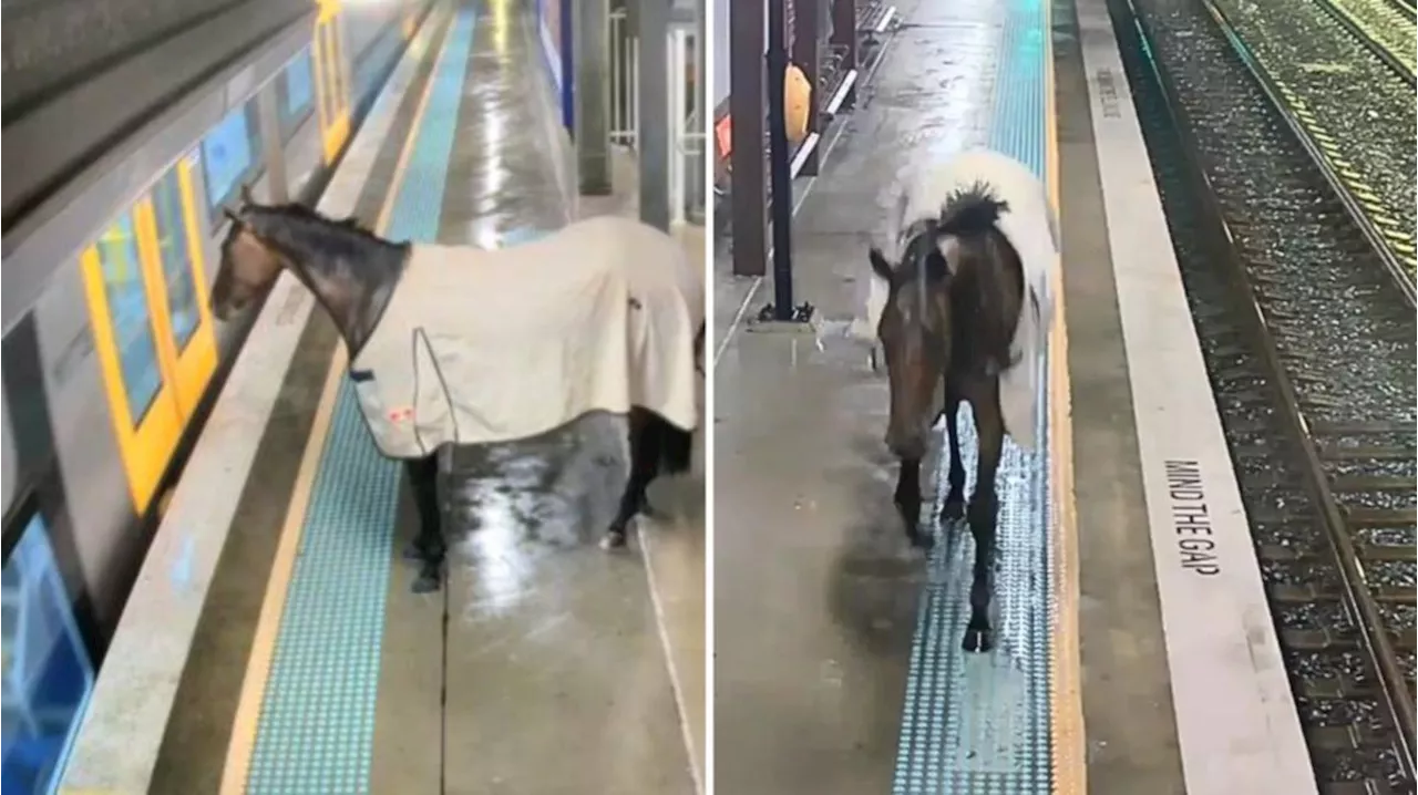 Escaped race horse spotted at Warwick Farm train station: ‘Highly unusual’