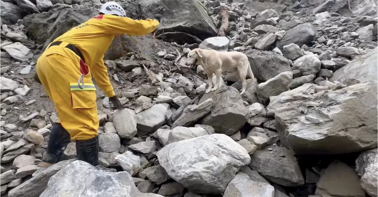 'Roger,' overly playful dog who failed police academy, becomes star of Taiwan quake response