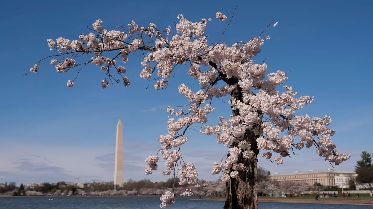 Japan giving Washington 250 cherry trees to replace those to be lost in construction