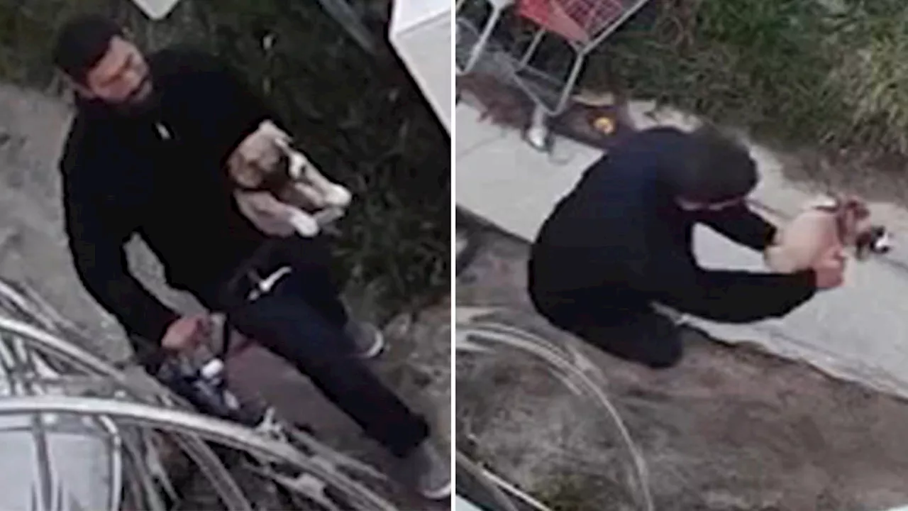 Police looking for man seen on video kicking small dog in Anaheim