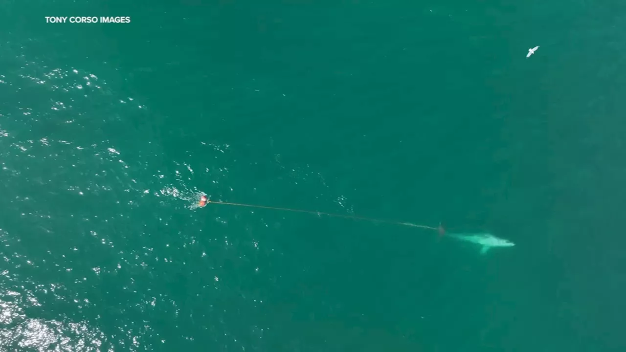 Crews working to free entangled whale in waters off Bay Area coast